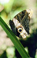 Owl Butterfly rests in the Monteverde butterfly farm. Costa Rica.