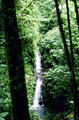 Waterfall runs through the Cloud Forest in Monteverde. Costa Rica.