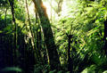 Dense brush in the Cloud Forest, Monteverde. Costa Rica.