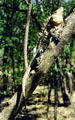Iguana holding onto a branch in Santa Rosa National Park. Costa Rica.