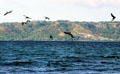 Brown Pelicans dive into the water at Panama Beach. Costa Rica.