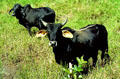 Cattle grazing in Arenal. Costa Rica.