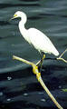 Snowy Egret balances on a branch above the water in Tortuguero. Costa Rica.
