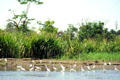 Flock of Snowy Egrets on the shore south of Tortuguero on the boat ride out. Costa Rica.