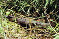 Crocodile hiding in the grass seen from a boat departing Tortuguero. Costa Rica.