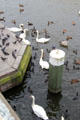 Swans & coots on Kleiner Alster canal. Hamburg, Germany.