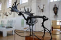 Skeleton of extinct Giant Irish Deer <i>Megaloceros giganteus</i> at German Hunting & Fishing Museum. Munich, Germany