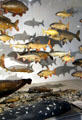 Collection of replicated sports fish at German Hunting & Fishing Museum. Munich, Germany.