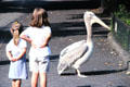 Kids watch free pelican at Berlin Zoo. Berlin, Germany.