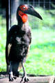 Southern Ground Hornbill from Africa at Berlin Zoo. Berlin, Germany.