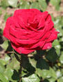 Red rose in bloom in gardens next to Porta Nigra. Trier, Germany.