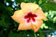 Yellow hibiscus in Roseau. Dominica