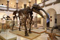 Gallery of Munich Paleontology Museum. Munich, Germany