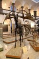 Irish Elk skeleton at Munich Paleontology Museum. Munich, Germany.