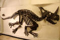 Cast of horned dinosaur from Alberta, Canada at Munich Paleontology Museum. Munich, Germany.