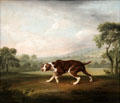 The Pointer dog painting by George Stubbs at Neue Pinakothek. Munich, Germany.