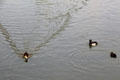 Ducks on Pegnitz River. Nuremberg, Germany.