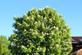 Chestnut tree in full blossom in Chiemsee region. Chiemsee, Germany.
