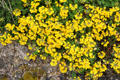 Yellow flowers growing over rocky ground. Füssen, Germany.