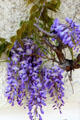 Details of wisteria branch & blossom. Isny im Allgäu, Germany