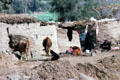 Mud huts with cows in Giza. Egypt.
