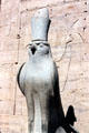 Horus falcon, the sun god, in Temple of Horus in Edfu. Egypt.