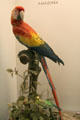 Source of parrot feathers used in Amazon arts at Museum of America. Madrid, Spain.