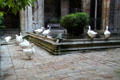 Geese which have long guarded cloister of Barcelona Cathedral. Barcelona, Spain.