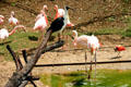 Flamingoes & ibises in zoo at Citadel. Besançon, France.