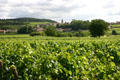 Vineyard above town of Monthelie along Route des Grands Crus tourist route through Burgundy Wine Region. Monthelie, France.