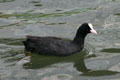 Coot swims on River L'Ill. Strasbourg, France.