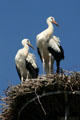 Storks nesting in Alsace. France.