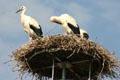 Storks nesting in Alsace. France.