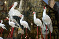 Plastic storks in shop window in Alsace. France.