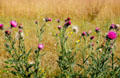 Thistles in France