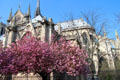 Gothic rear structure of Notre Dame Cathedral with flying buttresses beyond flowering trees. Paris, France.