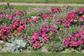 Flower bed at Luxembourg Gardens. Paris, France.