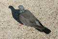 Pigeon in Luxembourg Gardens. Paris, France.