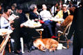 Dog at sidewalk cafe in Paris. Paris, France.