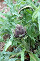 Artichoke related to thistle in garden at Marie Antoinette farm. Versailles, France.
