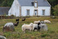 Goats grazing among menhirs. Carnac, France.