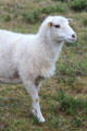 Goat in meadow. Carnac, France.