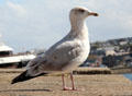 Immature gull in profile. St Malo, France.