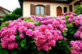 Bright pink hydrangeas in front of traditional style home. Dieppe, France