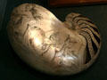 Scrimshaw of mermaid on nautilus shell at Dieppe Castle Museum. Dieppe, France.