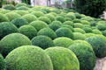 Topiary balls in garden at Chateau Royal of Amboise. Amboise, France.