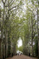 Alleyway of trees leading to Chenonceau Chateau. Chenonceau, France.