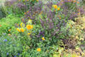 Herbs & flowers in Fontevraud Abbey gardens. Fontevraud, France.