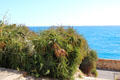 Succulents framing sea view on terrace at Picasso Museum. Antibes, France.