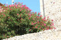 Flowering plants seen from terrace at Picasso Museum. Antibes, France.